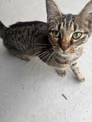 Found/Stray Female Cat last seen Riverside & Turner Street, Eden, NC 27288