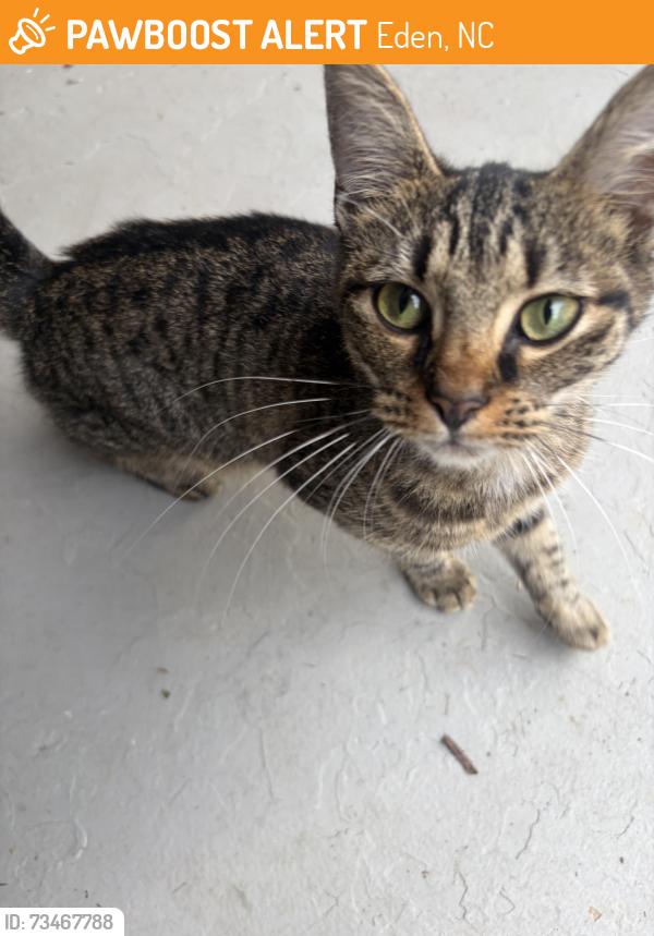 Found/Stray Female Cat last seen Riverside & Turner Street, Eden, NC 27288