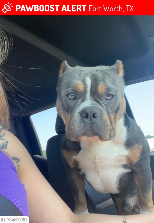 Lost Male Dog last seen El Paisa Mexican Restaurant, Fort Worth, TX 76111