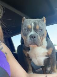 Lost Male Dog last seen El Paisa Mexican Restaurant, Fort Worth, TX 76111