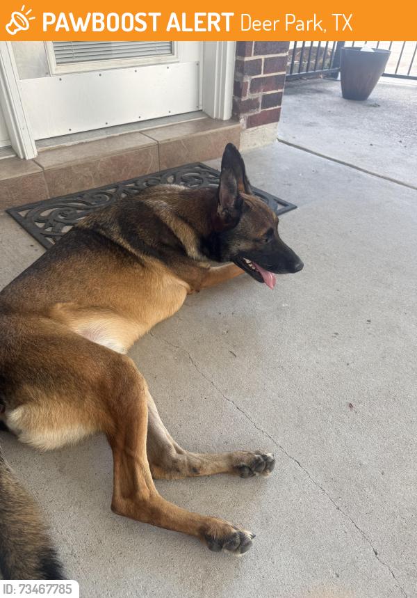 Found/Stray Male Dog last seen San Augustine & St. Patrick, Deer Park, TX 77536