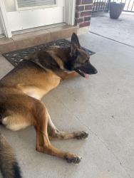 Found/Stray Male Dog last seen San Augustine & St. Patrick, Deer Park, TX 77536