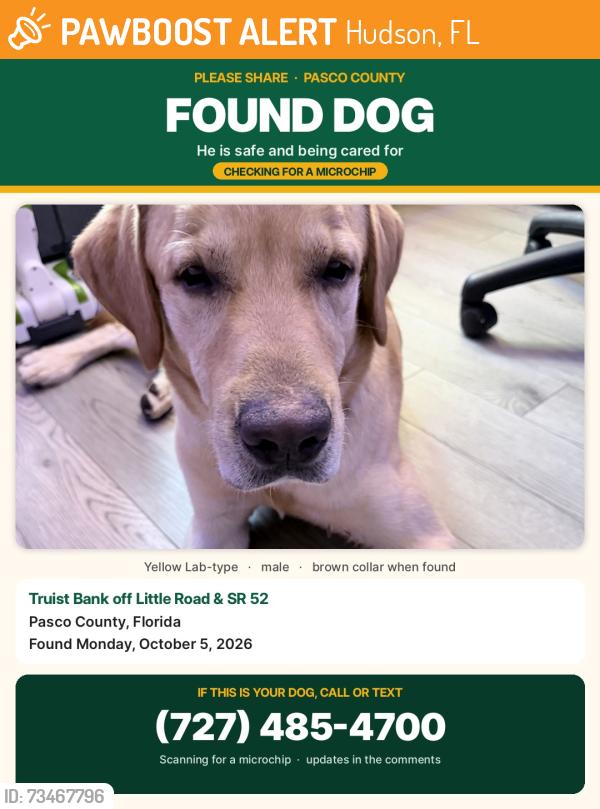 Found/Stray Male Dog last seen Little road & 52, Hudson, FL 34667