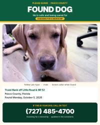 Found/Stray Male Dog last seen Little road & 52, Hudson, FL 34667