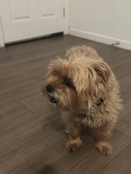 Reunited Unknown Dog last seen Sidewalk 7957 Ney Ave, Oakland, CA 94605