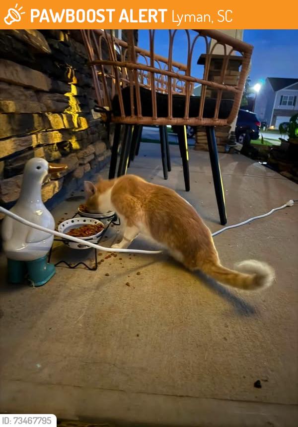 Found/Stray Male Cat last seen Renoir ct and Elmswell ln, Lyman, SC 29365