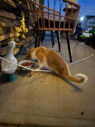 Found/Stray Male Cat last seen Renoir ct and Elmswell ln, Lyman, SC 29365