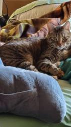 Lost Female Cat last seen Caminito Alegre, Cabezon and Corrales Rd, Albuquerque, NM 87114