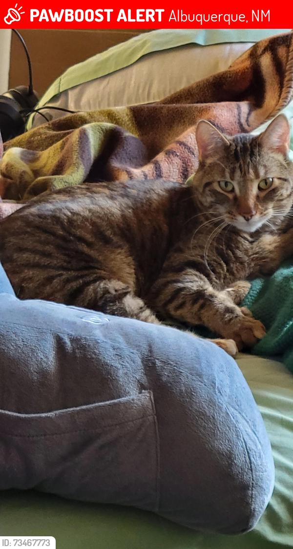 Lost Female Cat last seen Caminito Alegre, Cabezon and Corrales Rd, Albuquerque, NM 87114