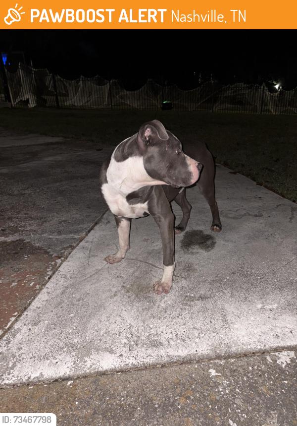 Found/Stray Male Dog last seen Fernwood Dr. and Berrywood Rd., Nashville, TN 37216