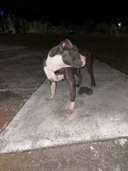 Found/Stray Male Dog last seen Fernwood Dr. and Berrywood Rd., Nashville, TN 37216