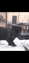 Reunited Female Cat last seen Near SE 90th Ave, Happy Valley, OR 97086, USA, Happy Valley, OR 97086