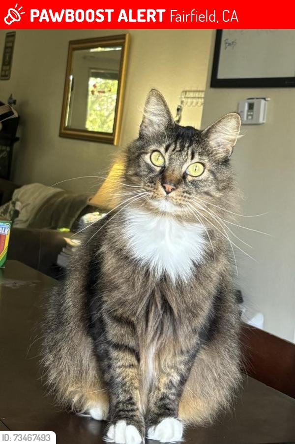 Lost Male Cat last seen Solano road, Fairfield, CA 94533