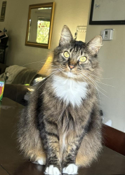 Lost Male Cat last seen Solano road, Fairfield, CA 94533