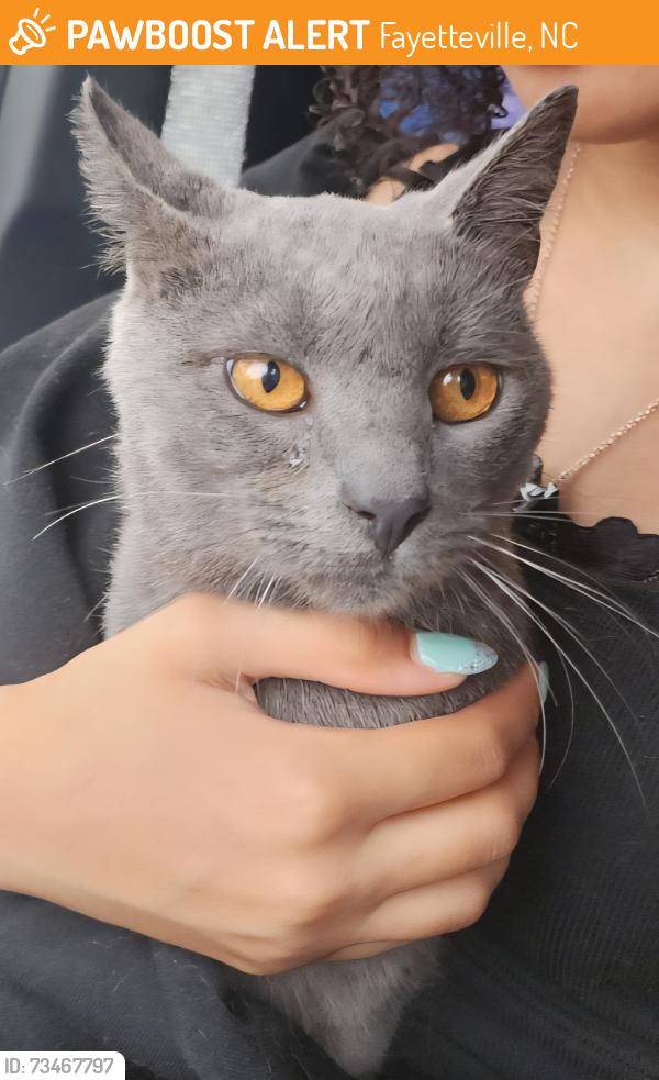 Found/Stray Unknown Cat last seen Sun Asian Supermarket, Fayetteville, NC 28303