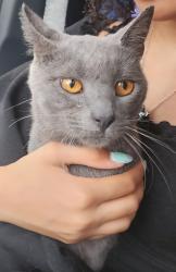 Found/Stray Unknown Cat last seen Sun Asian Supermarket, Fayetteville, NC 28303