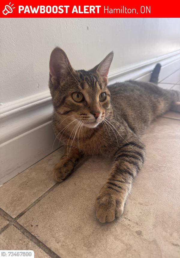 Lost Male Cat last seen Stone church road, Hamilton, ON 