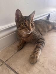 Lost Male Cat last seen Stone church road, Hamilton, ON 