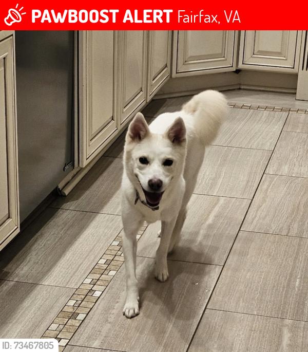 Lost Female Dog last seen Crestar Court, Fairfax, VA, Fairfax, VA 22032