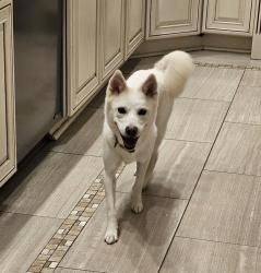 Lost Female Dog last seen Crestar Court, Fairfax, VA, Fairfax, VA 22032