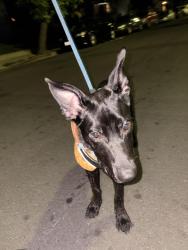 Reunited Male Dog last seen Powell St and San Pablo Ave, Emeryville, CA 94608