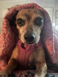 Reunited Female Dog last seen Dunmar Cir, Winter Springs, FL 32708