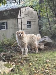 Found/Stray Unknown Dog last seen Heading towards Bond Street, Leicester, MA 01612