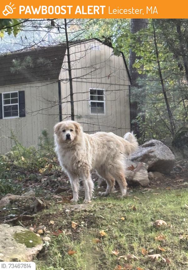 Found/Stray Unknown Dog last seen Heading towards Bond Street, Leicester, MA 01612