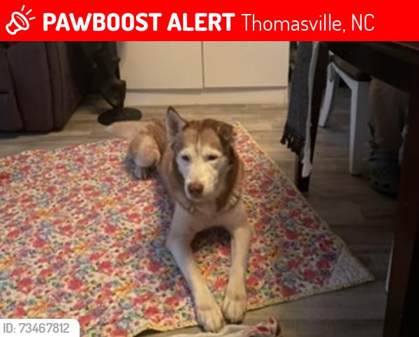 Lost Male Dog last seen Thomasville, NC, Thomasville, NC 27360