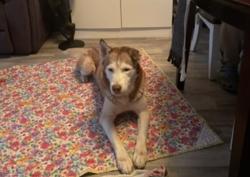 Lost Male Dog last seen Thomasville, NC, Thomasville, NC 27360