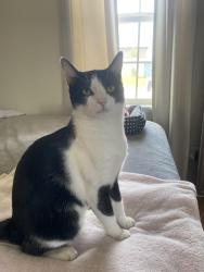 Lost Male Cat last seen Elm and Oakwood, Montebello, CA 90640