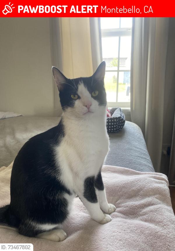 Lost Male Cat last seen Elm and Oakwood, Montebello, CA 90640