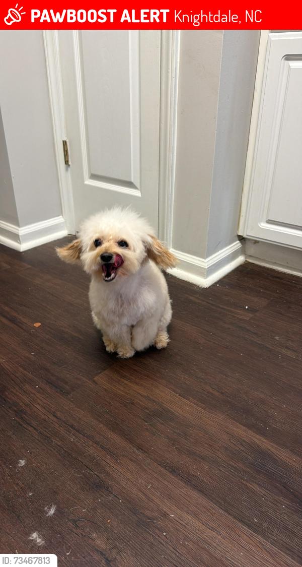 Lost Male Dog last seen Se perdio por elSector de la mingo creck, Knightdale, NC 27545