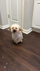 Lost Male Dog last seen Se perdio por elSector de la mingo creck, Knightdale, NC 27545