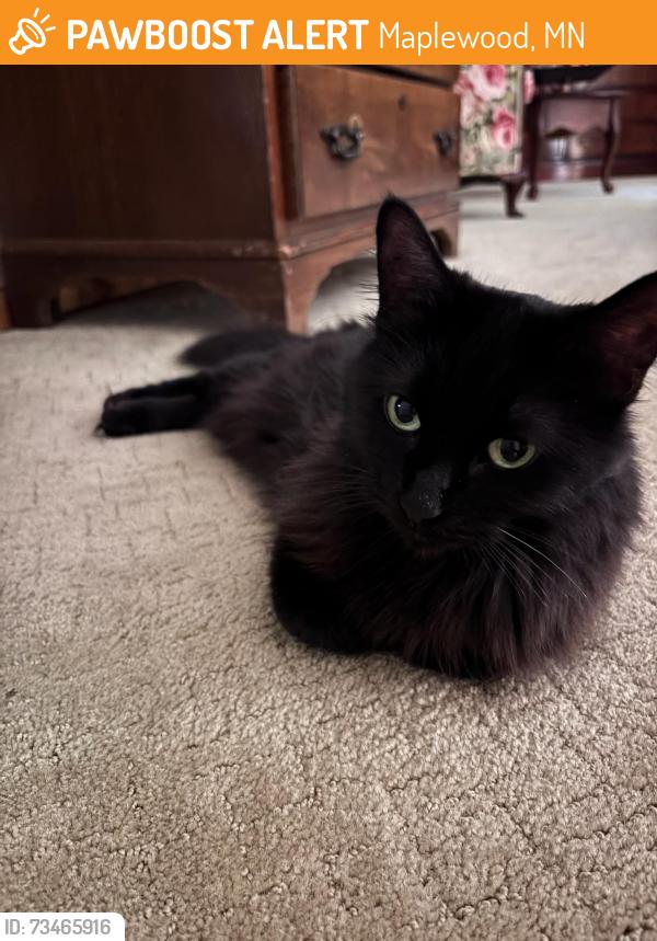 Found/Stray Unknown Cat last seen Buerkle Road/white Bear Ave - Planet Fitness, Maplewood, MN 55119