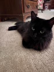 Found/Stray Unknown Cat last seen Buerkle Road/white Bear Ave - Planet Fitness, Maplewood, MN 55119