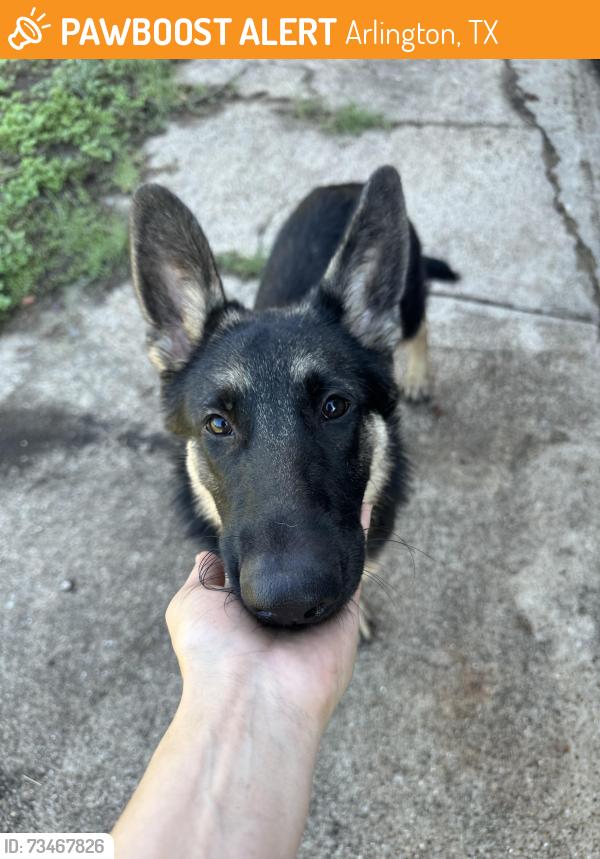 Found/Stray Unknown Dog last seen field street, Arlington, TX 76010
