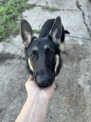 Found/Stray Unknown Dog last seen field street, Arlington, TX 76010