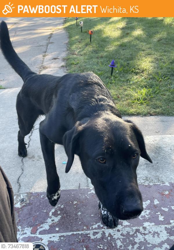 Found/Stray Male Dog last seen Euclid 2249, Wichita, KS 67213