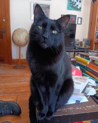 Lost Male Cat last seen Grand Ave between Pascal and Albert, Saint Paul, MN 55105