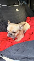 Found/Stray Male Dog last seen JO Wilson, Washington, DC 20002