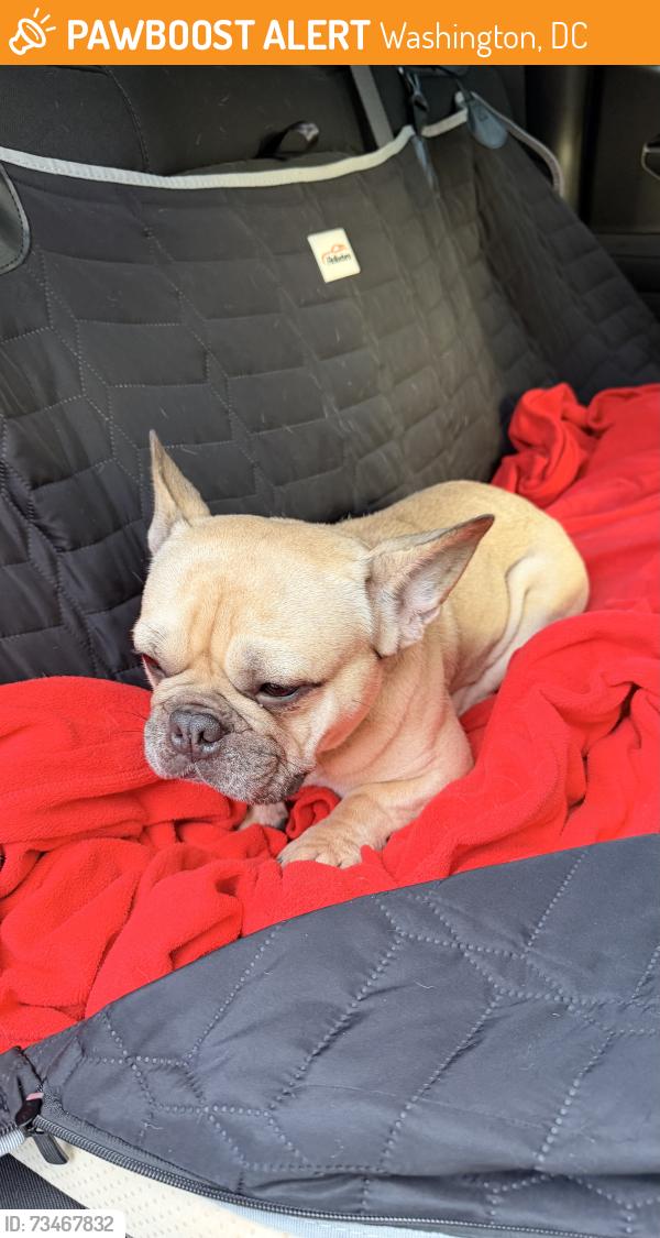 Found/Stray Male Dog last seen JO Wilson, Washington, DC 20002