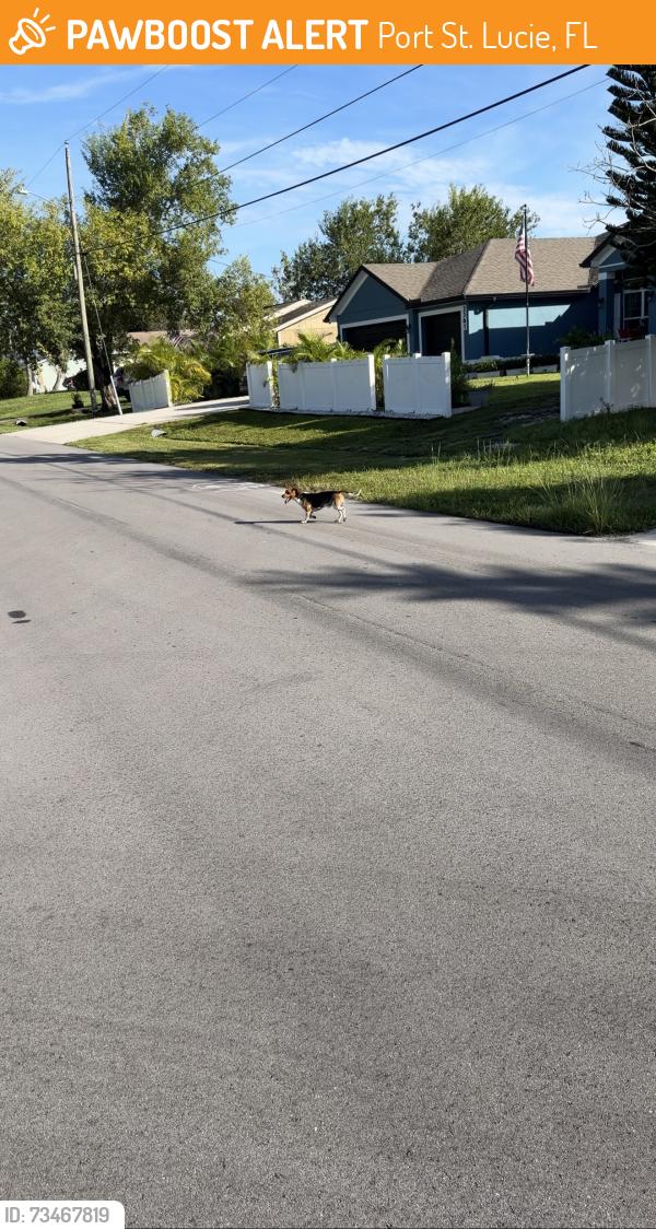 Found/Stray Unknown Dog last seen Susset & Saltonstall, Port St. Lucie, FL 34953