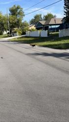 Found/Stray Unknown Dog last seen Susset & Saltonstall, Port St. Lucie, FL 34953