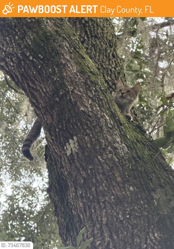 Found/Stray Unknown Cat last seen Six pond Trl + 209s, Clay County, FL 32043