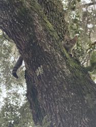 Found/Stray Unknown Cat last seen Six pond Trl + 209s, Clay County, FL 32043