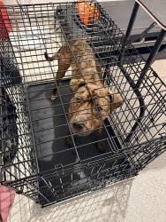 Found/Stray Male Dog last seen Duncan Chapel Rd, Greenville County, SC 29617