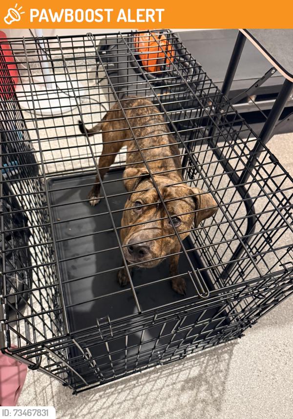 Found/Stray Male Dog last seen Duncan Chapel Rd, Greenville County, SC 29617