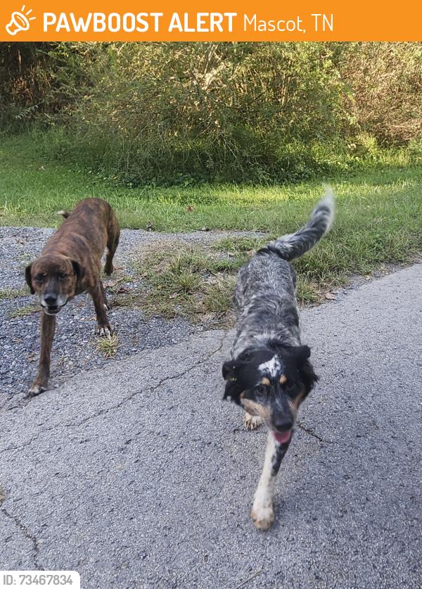 Found/Stray Unknown Dog last seen Mascot Rd, Roseberry & Shipetown, Mascot, TN 37806