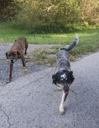 Found/Stray Unknown Dog last seen Mascot Rd, Roseberry & Shipetown, Mascot, TN 37806